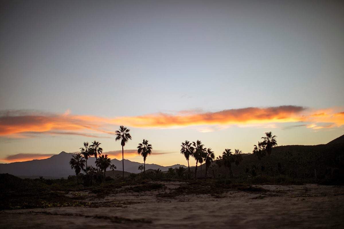 Palm trees at sunset